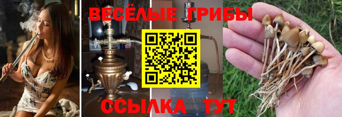 Псилоцибиновые грибы MAGIC MUSHROOMS  Вход с VPN  Узловая 